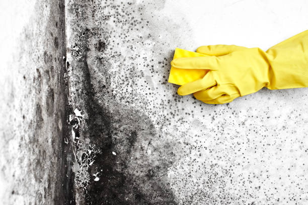 Mold Testing and Removal in Fruitland, ID